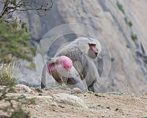 Baboons in The Mountains of South West Arabia