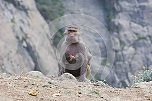 Baboons in The Mountains of South West Arabia