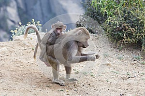 Baboons in The Mountains of South West Arabia