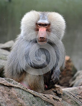 Baboons are Old World monkeys belonging to the genus Papio, photo