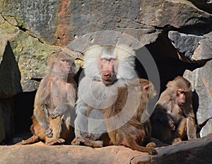 Baboons are Old World monkeys belonging to the genus Papio photo