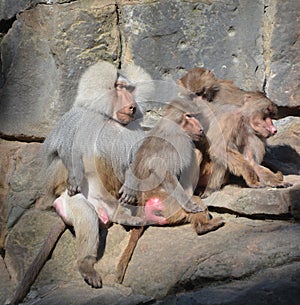 Baboons are Old World monkeys belonging to the genus Papio photo