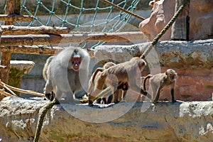 Baboons at Paignton zoo in Devon, UK.