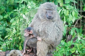 Baboons (Papio) photo