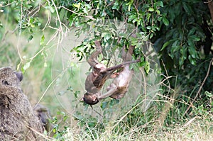 Baboons (Papio)