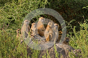 Baboons in Senegal