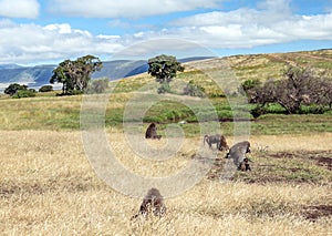 Baboons in Tanzania prairie