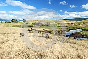 Babuinos en pradera 