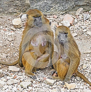 Baboons
