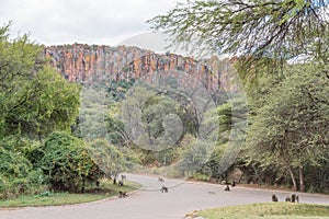 Baboons and warthogs below the Waterberg Plateau near Otjiwarongo