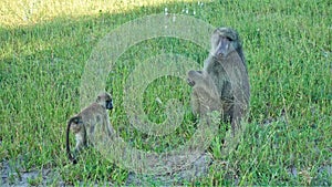 Baboons in the wild. On the green grass sits a mother monkey and a baby next to it.