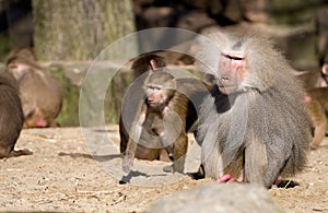 Baboon