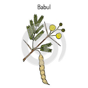 Babul Vachellia nilotica , or thorny acacia, medicinal plant