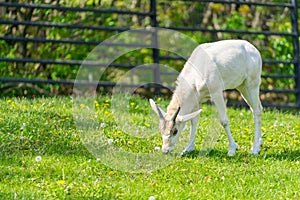 Baby addax feeding. Baby addax on green grass with bloomy flower