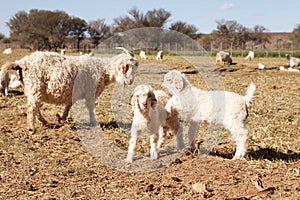 Baby and adult goats in farm meadow