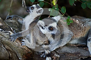 Baby and adult lemur on branch of a tree
