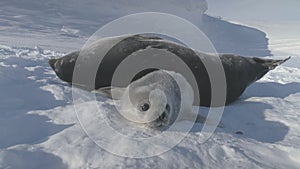 Baby, Adult Weddell Seal Family in Antarctica