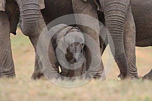 Baby Afrfican Elephant Calf photo