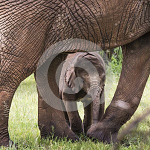 Baby Afrfican Elephant Calf between the legs of its mother and m