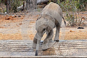 Baby African bush elephant (Loxodonta africana)