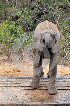 Baby African bush elephant (Loxodonta africana)