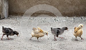 baby African chickens