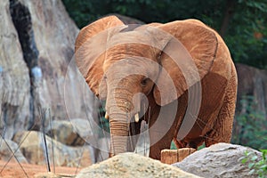 A baby african elephant