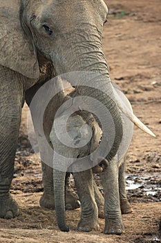 Baby African Elephant