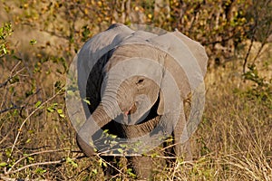 Baby African elephant