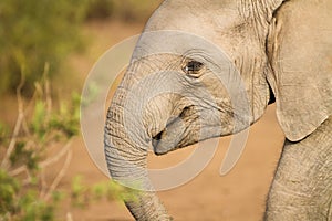 Baby African elephant