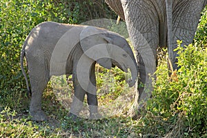 Baby african elephant