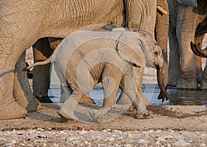 Baby African Elephant 44