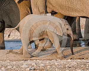 Baby African Elephant 44