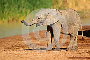 Baby African elephant