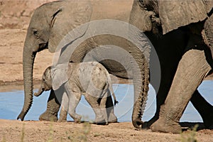 Baby African Elephant