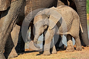 Baby African elephant