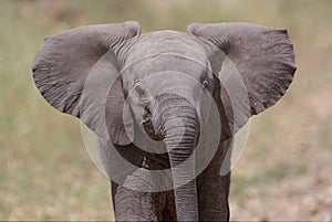 Baby African Elephant Close-Up