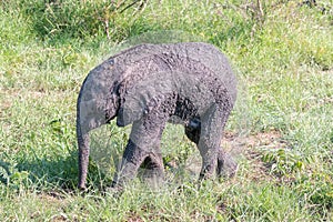 baby African elephant covered in dried mud