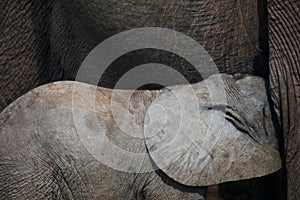 Baby African Elephant Feeding