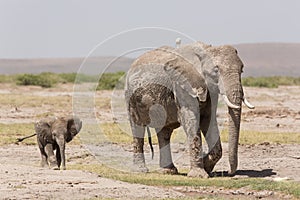 Baby African Elephant following its mother in Amboseli, Kenya