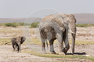 Baby African Elephant following its mother in Amboseli, Kenya photo