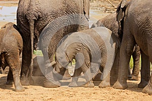 Baby African elephant, Kruger National Park, South Africa