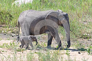 baby African elephant with a large female