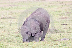 Baby African elephant in Masai Mara