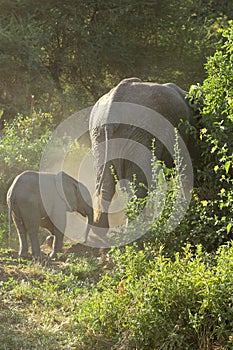 Baby african elephant with mother