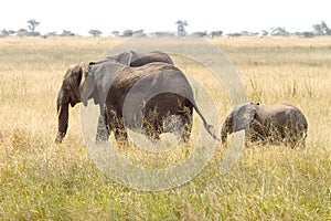 Baby african elephant with the mother