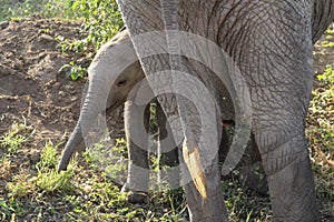 Baby african elephant near the mother