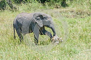 Baby African Elephant Paying Respects To Elephant Scull