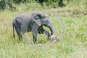 Baby African Elephant Paying Respects To Elephant Scull photo