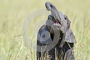 Baby African Elephant Playing With Elusive Strand Of Grass